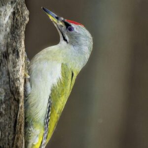 Posteljnina Grunspecht saten, ročno potiskana 140x200, 50x70 Posteljnina Grunspecht saten, ročno potiskana 140x200, 50x70