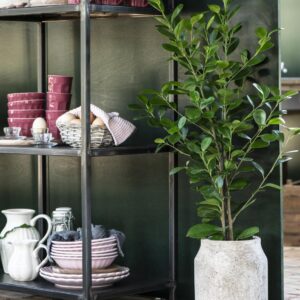 Skodelica W roza Skodelica W roza